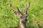 male Sika deer