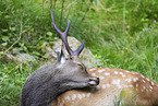 male Sika deer