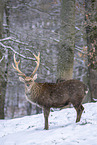 Sika deer