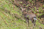 Sika deer