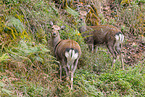 Sika deer