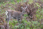 Sika deer