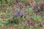 Sika deer