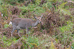 Sika deer