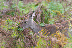 Sika deer