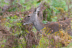 Sika deer