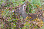 Sika deer