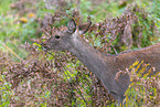 Sika deer