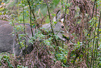 Sika deer