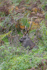 Sika deer
