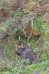 Sika deer