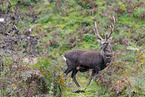 Sika deer