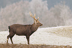 Sika deer