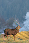 Sika deer