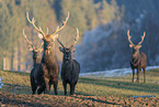 Sika deer