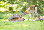 Sika deer