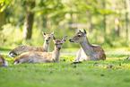 Sika deer