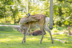 Sika deer