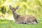 Sika deer