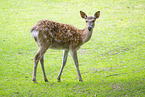 sika deer