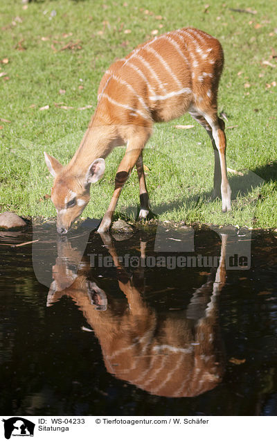 Sitatunga / WS-04233