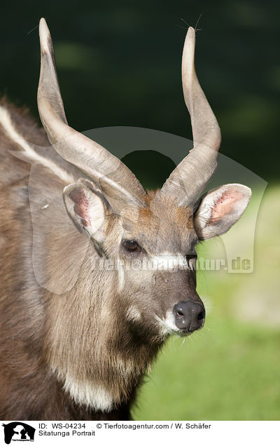 Sitatunga Portrait / Sitatunga Portrait / WS-04234