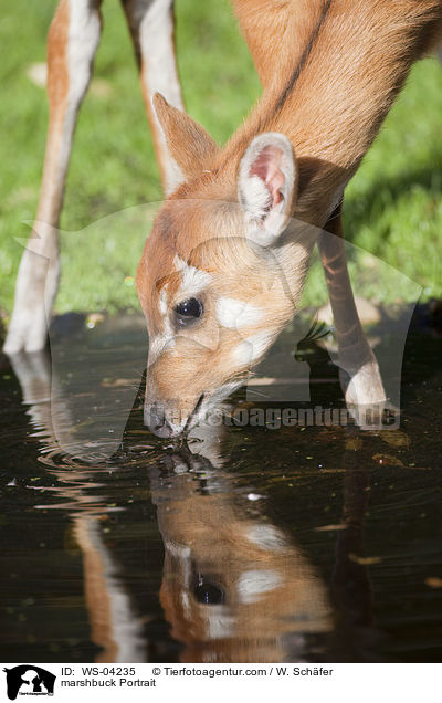 Sitatunga Portrait / marshbuck Portrait / WS-04235