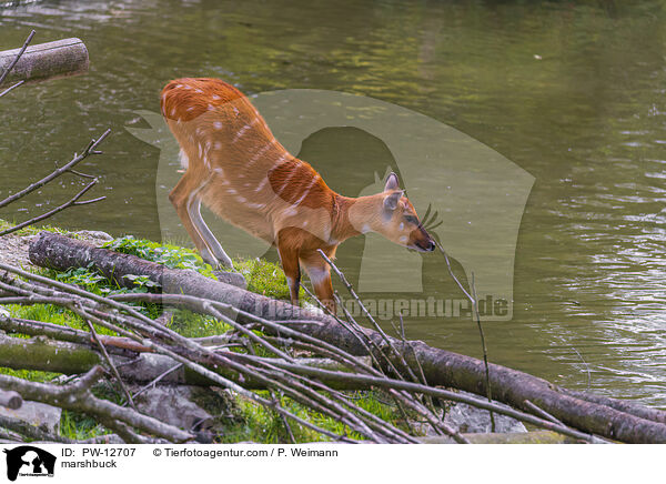 Sitatunga / marshbuck / PW-12707