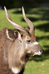 Sitatunga Portrait