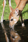 marshbuck Portrait