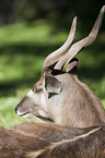 Sitatunga Portrait