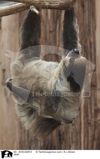 Faultier / sloth / AVD-02872