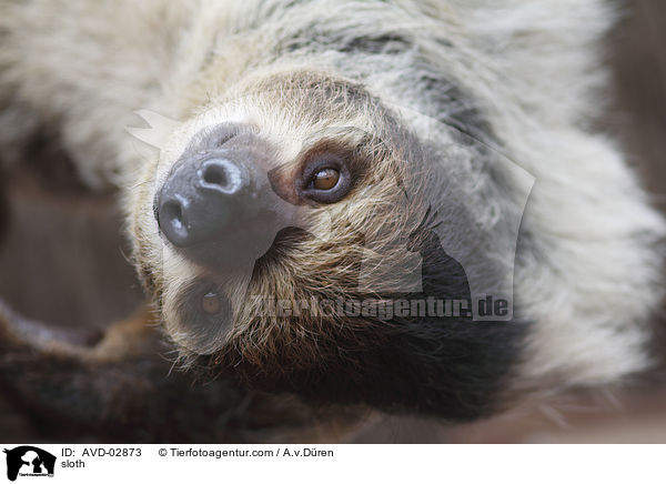 Faultier / sloth / AVD-02873
