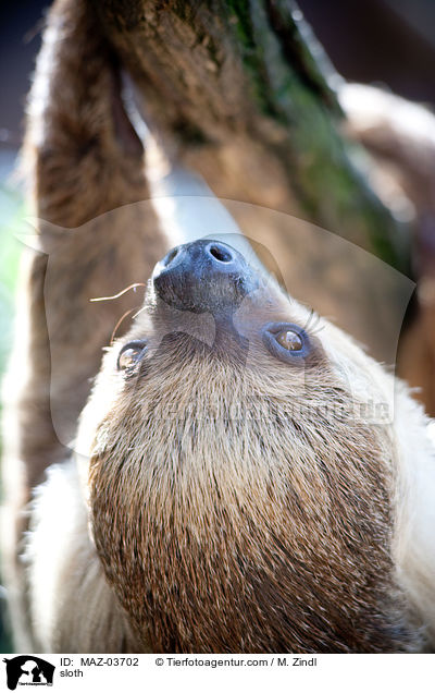 Faultier / sloth / MAZ-03702