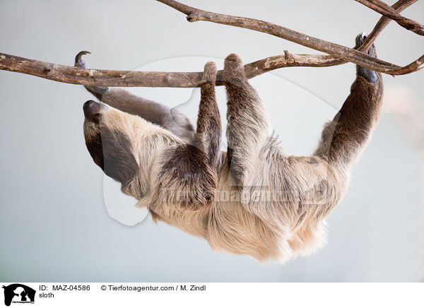Faultier / sloth / MAZ-04586