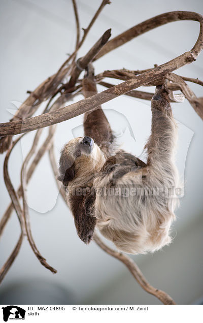 Faultier / sloth / MAZ-04895