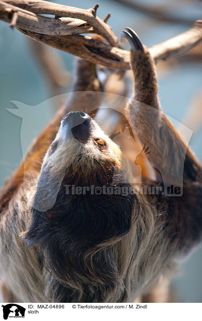 Faultier / sloth / MAZ-04896