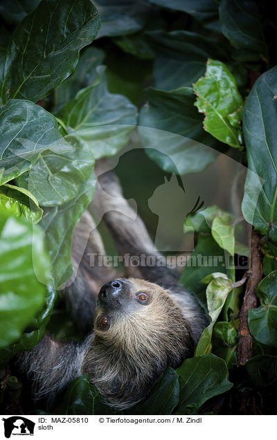 Faultier / sloth / MAZ-05810