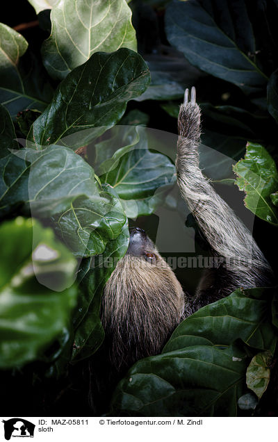 Faultier / sloth / MAZ-05811