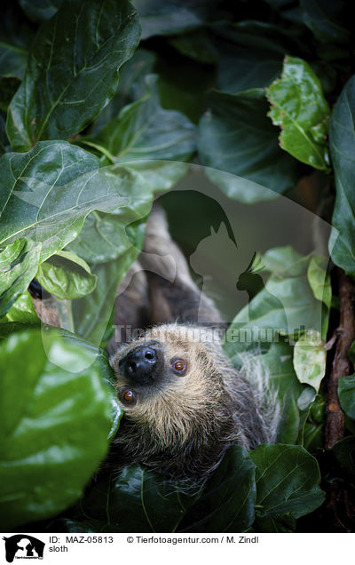 Faultier / sloth / MAZ-05813