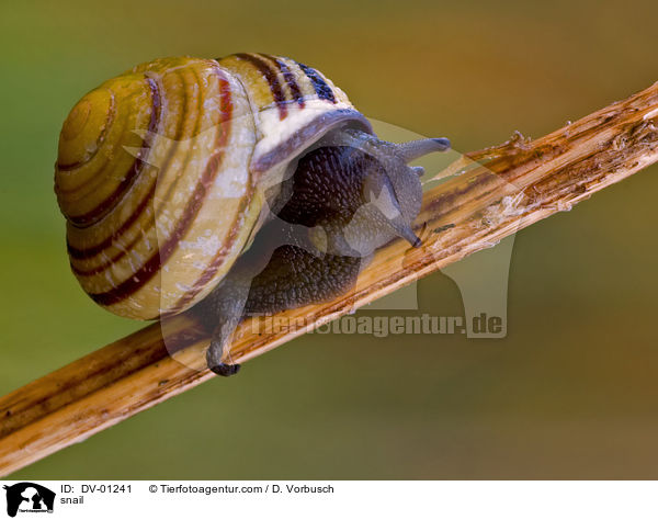 snail / DV-01241