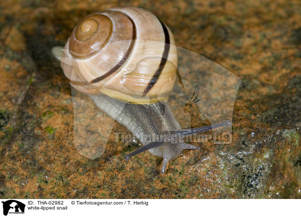 Garten-Bnderschnecke / white-lipped snail / THA-02982