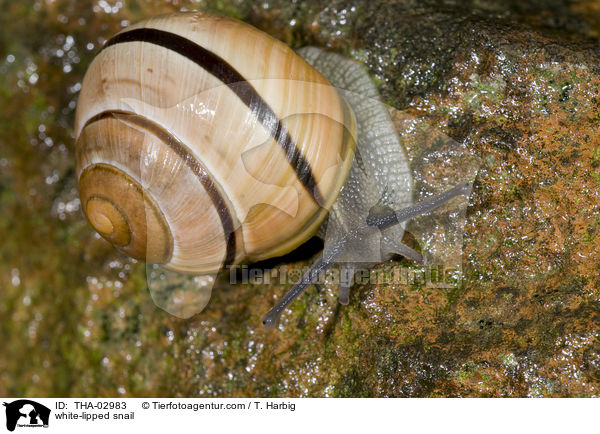 Garten-Bnderschnecke / white-lipped snail / THA-02983