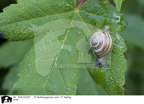Garten-Bnderschnecke / snail / THA-03307