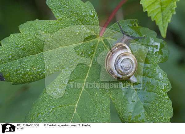 Garten-Bnderschnecke / snail / THA-03308
