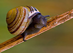 snail