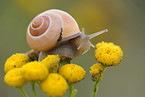 white-lipped snail