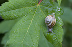 snail