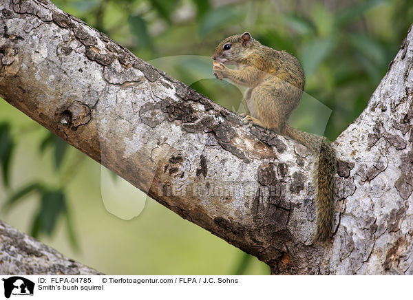 Smith's bush squirrel / FLPA-04785