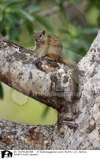 Smith-Buschhrnchen / Smith's bush squirrel / FLPA-04786